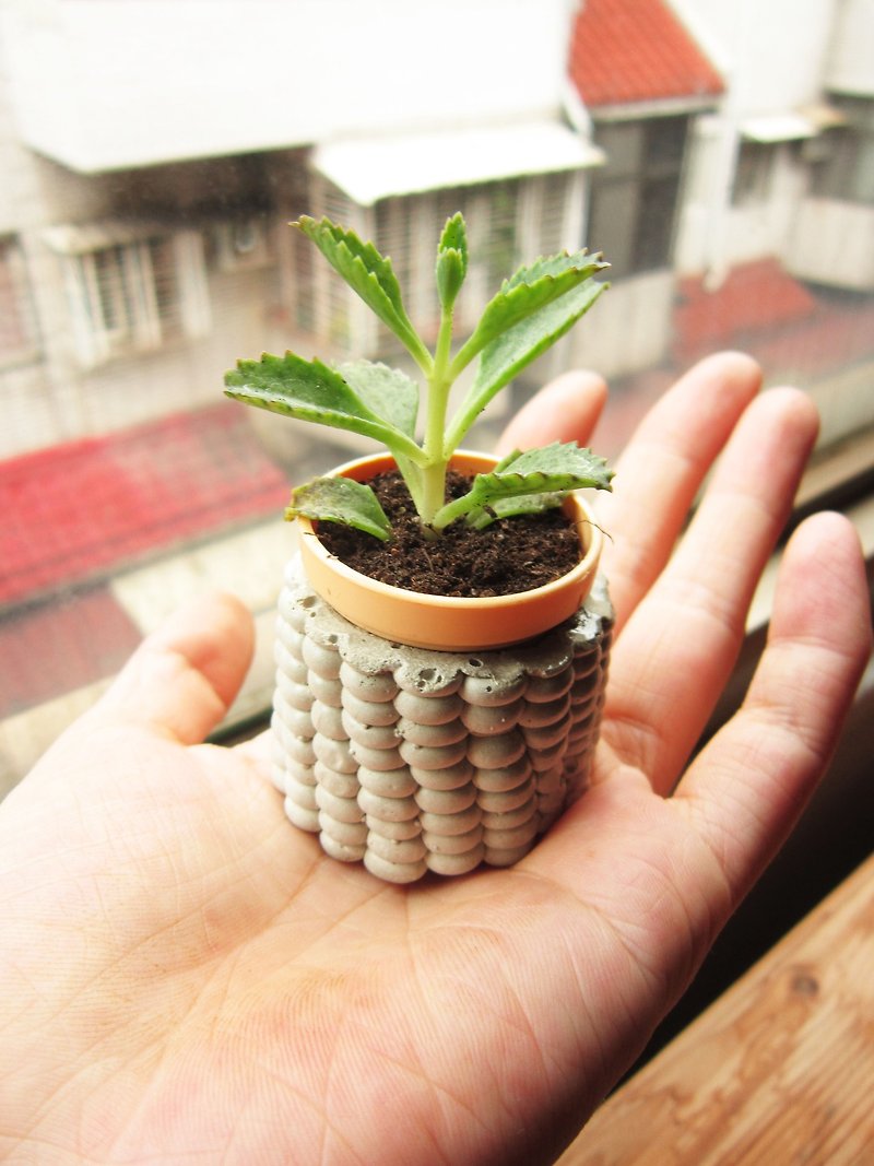 See you tomorrow ~! Baby corn cement pot - Plants - Cement Gray