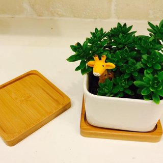Bamboo coaster base (group of 4), waterproof (without plants)