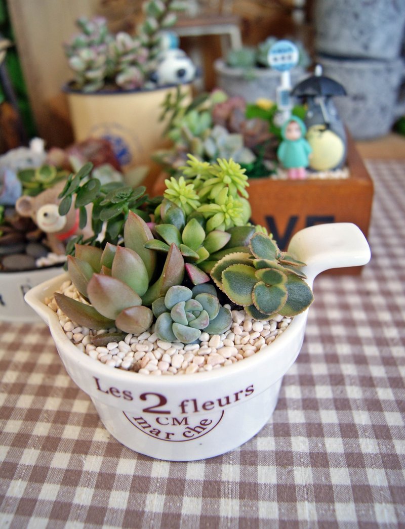 Big milk jugs X ~ Get planting succulents joy pad lace decorating - ตกแต่งต้นไม้ - พืช/ดอกไม้ 