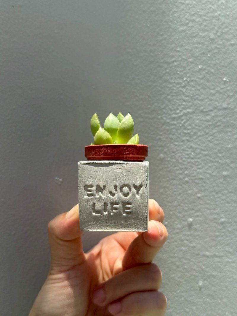 Enjoy Life~(享樂人生) 磁鐵多肉盆栽 - 盆栽/植栽 - 水泥 灰色