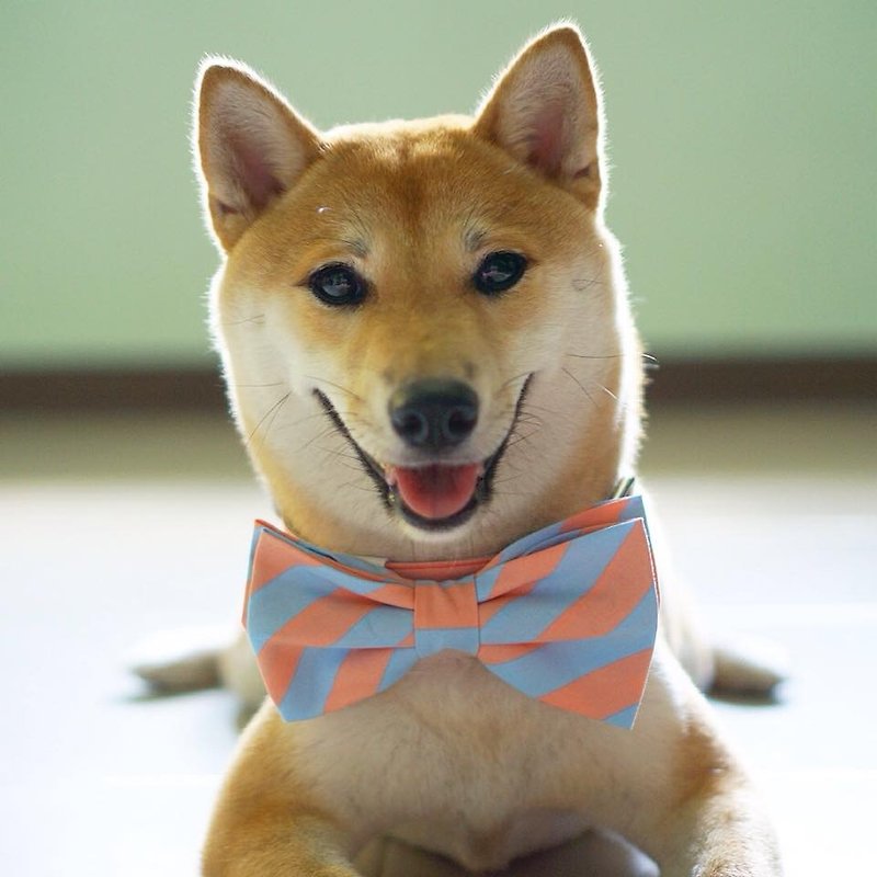 Dog Bow-tie Collar light-blue and old-rose stripes - ปลอกคอ - วัสดุอื่นๆ สีแดง