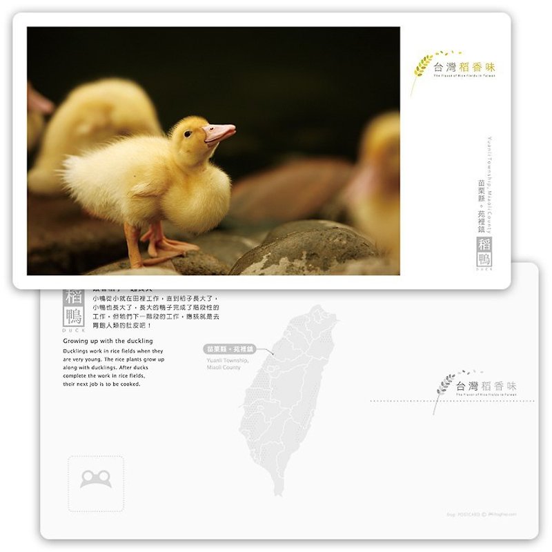 Taiwan rice fragrance postcard [rice duck series] - followed up with rice - Cards & Postcards - Paper 