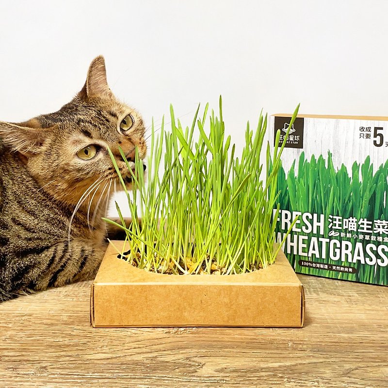 【Cat and Dog Snacks】Wang Meow Planet | Cat Grass Dog Grass Fresh Cultivation Box Cat Lettuce Wang Wang Lettuce - Other - Plants & Flowers Green