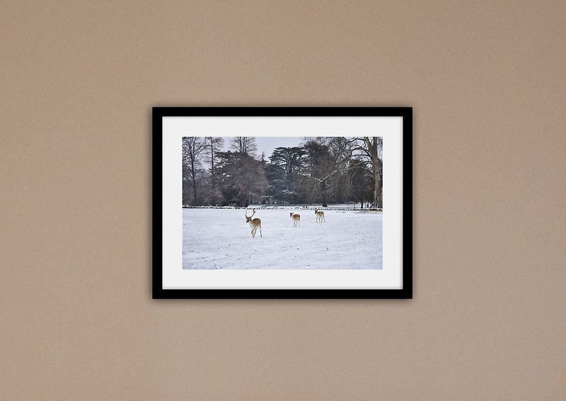 「攝影」鹿們 (不含框/可加價購框) - 海報/掛畫/掛布 - 紙 白色