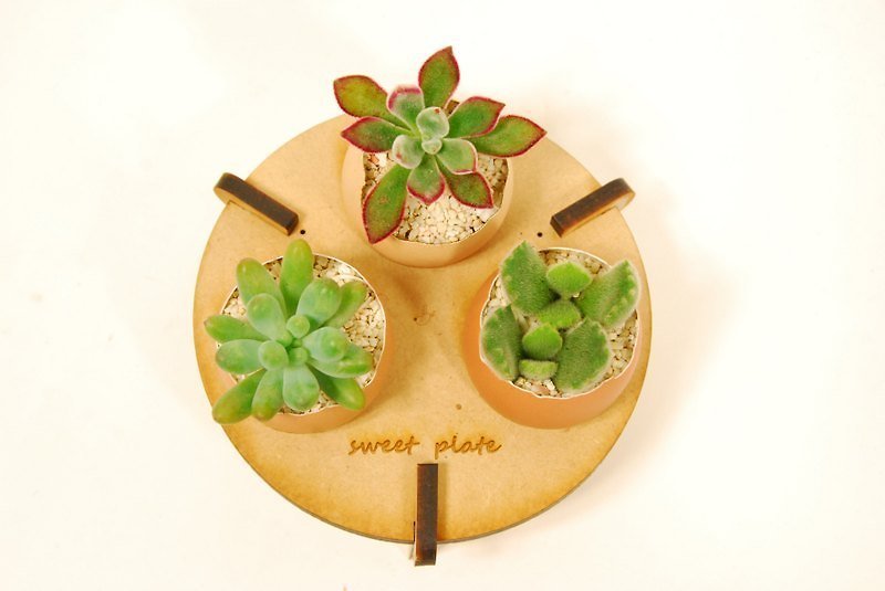 Sweet plate dessert planting small disk - Plants - Other Materials Khaki