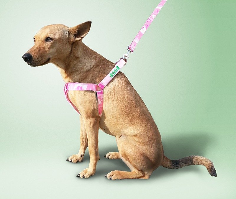 Small talk 狗有話要說 胸背帶+2句標語 粉紅迷彩 (L) - 項圈/牽繩 - 棉．麻 粉紅色