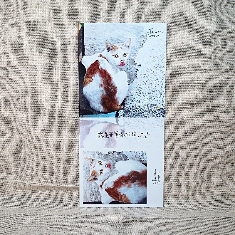 [Stub postcard] - 眸 眸 - cat slave recommended - การ์ด/โปสการ์ด - กระดาษ สีเทา