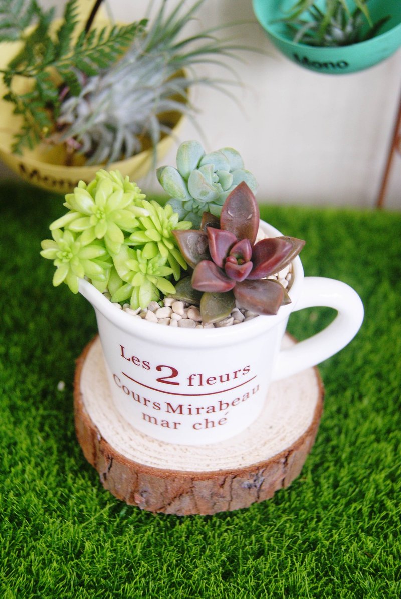 Grocery wind cute milk jugs (small) X Super Meng Yu Spa planting succulents - Plants - Plants & Flowers 