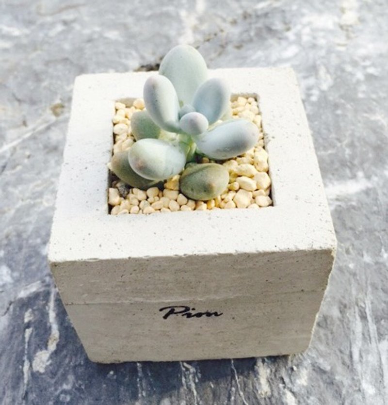 [Flora and fauna] handmade cement pots. Qi number [excluding plant] - ตกแต่งต้นไม้ - ปูน สีเทา