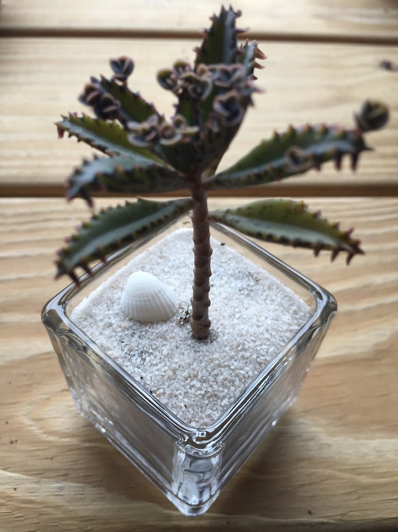 [Pure natural] small island wind coconut trees potted succulents glass gifts Spa smaller objects - ตกแต่งต้นไม้ - พืช/ดอกไม้ ขาว