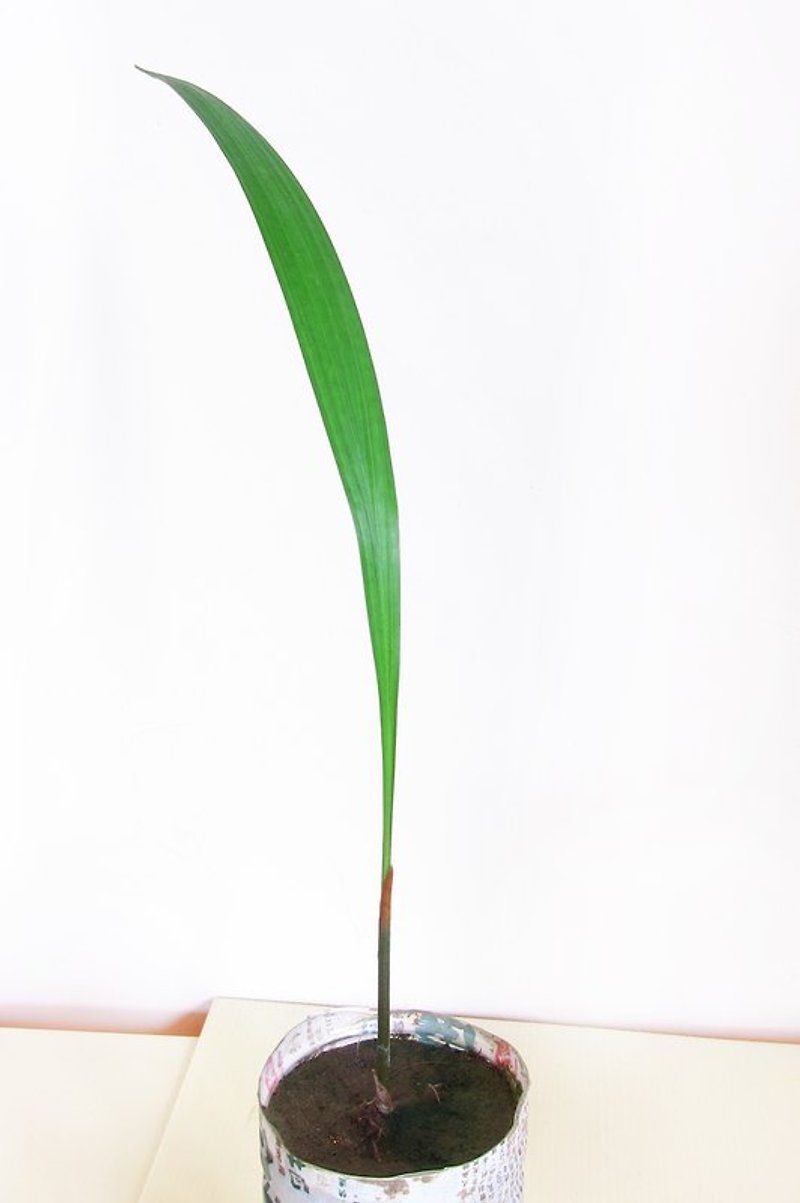 大王椰子樹幼苗 - 観葉植物 - 寄せ植え・花 グリーン