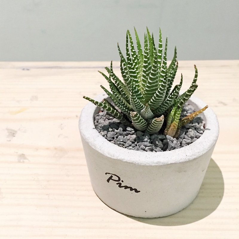 [Flora and fauna] handmade cement pots. No. II [excluding plant] - Plants - Cement Gray