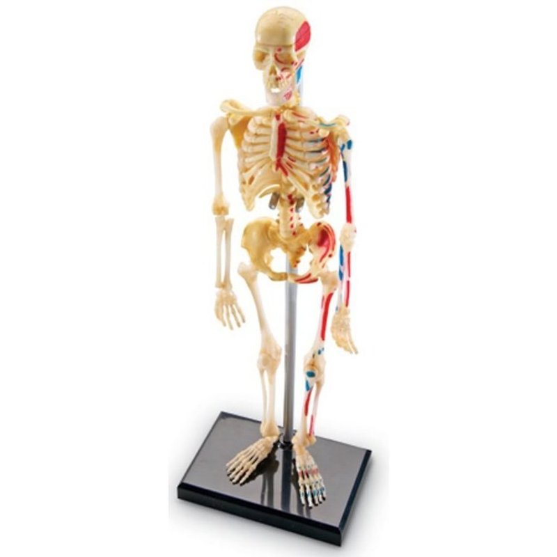 4D Master - 4D combined model - the human family (skeleton) - Other - Plastic 