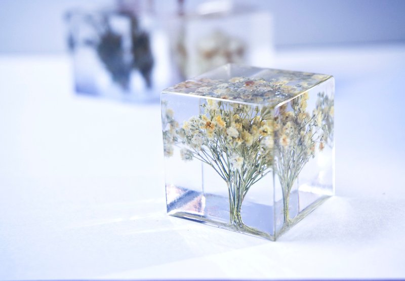 Starry - three-dimensional square dried flowers decoration - จัดดอกไม้/ต้นไม้ - พืช/ดอกไม้ ขาว