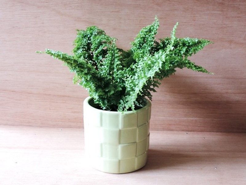 ‧ lace fern green romantic dance - Plants - Plants & Flowers 