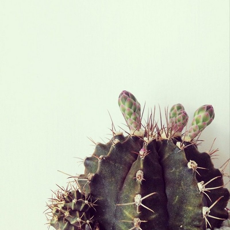 ◥BLOOM BOBO: Brent baby peach pink bud thorn cactus (flowering season paragraph) medium bowl - Plants - Plants & Flowers Green
