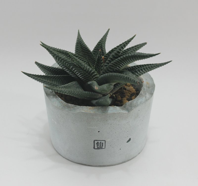 多肉植物小盆栽-霸氣，不受挑釁 - 盆栽/植栽 - 植物．花 灰色