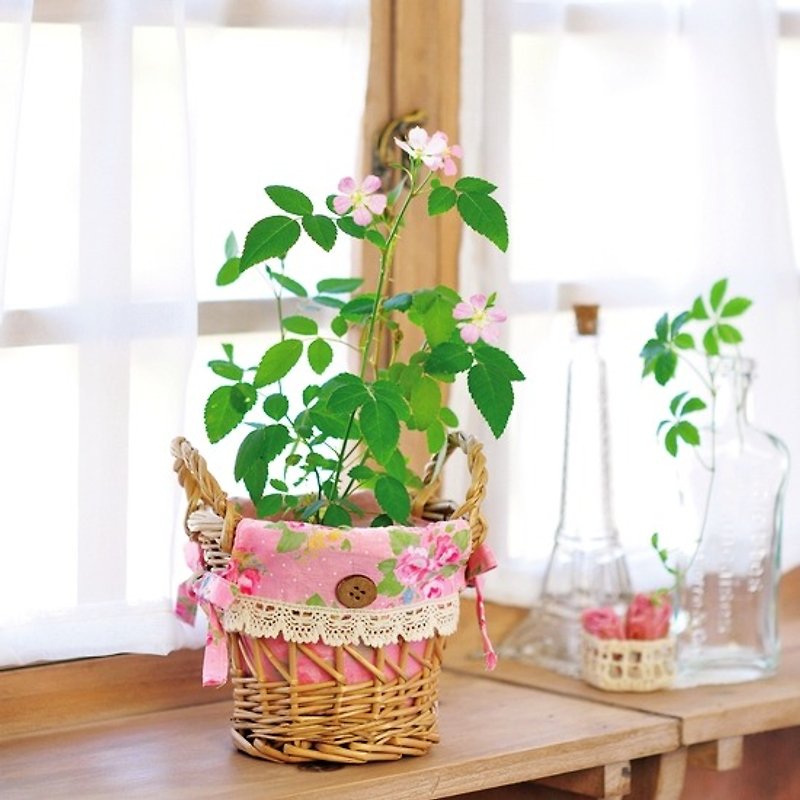 聖新陶芸Humming Rose花籃玫瑰植栽組 - 植栽/盆栽 - 其他材質 粉紅色