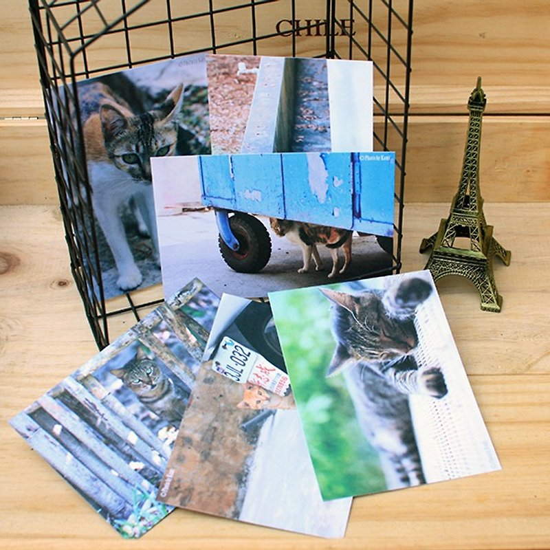 Postcards - Taiwan Wildcats Set - การ์ด/โปสการ์ด - กระดาษ หลากหลายสี