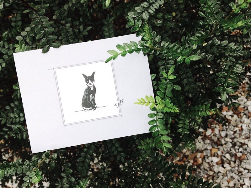 Staring inside out,  Stray Cat: Postcards Cards/ A card= A donation - Cards & Postcards - Paper Gray