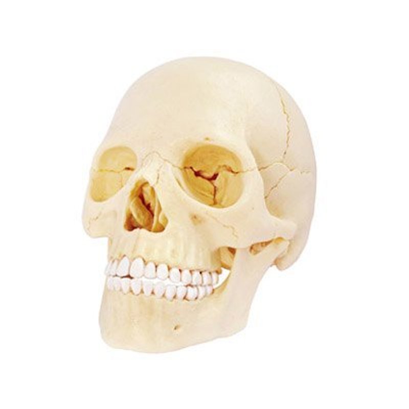 4D Master - 4D model of human composition series (skull) - ของวางตกแต่ง - พลาสติก 