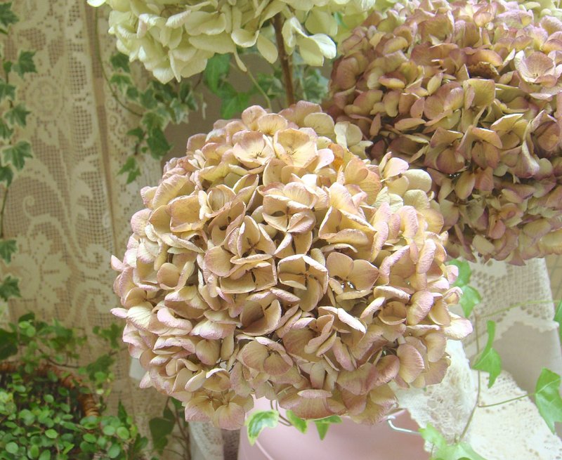 繡球乾燥花(古典粉)/室內裝飾  擺飾 - 擺飾/家飾品 - 植物．花 粉紅色