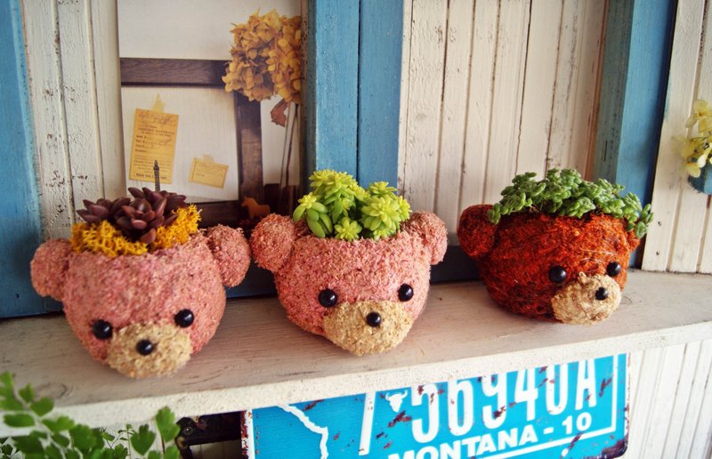 Lovely moss natural raging X meaty planting (the last pink bear) - ตกแต่งต้นไม้ - พืช/ดอกไม้ 