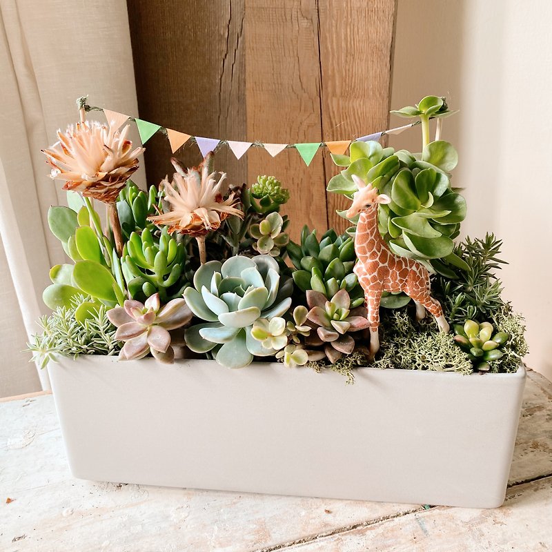 Succulent zoo succulent combination potted plants opening planting - Plants - Plants & Flowers Green