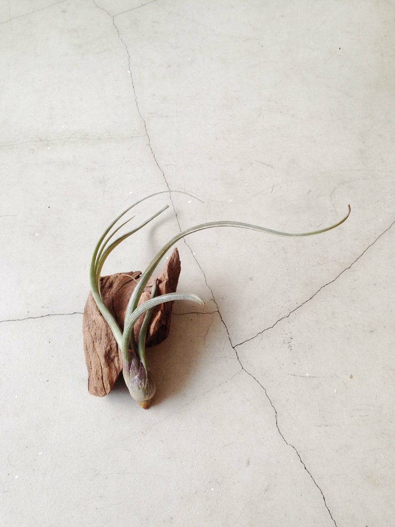 ◥ limited item - purple octopus: Tillandsia bulbosa'Giant'medium purple octopus Tillandsia x Driftwood combination planting - Plants - Plants & Flowers Gold