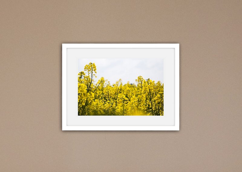 Photography Canola Field I (without box / price increase box) - โปสเตอร์ - กระดาษ สีเหลือง