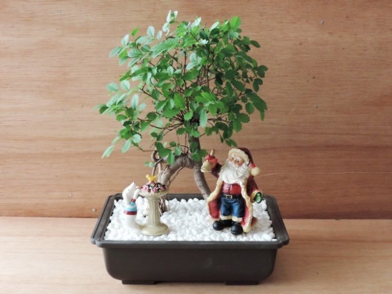 Xmas ‧ 聖誕老公公與麋鹿《聖誕限定》 - 植栽/盆栽 - 植物．花 