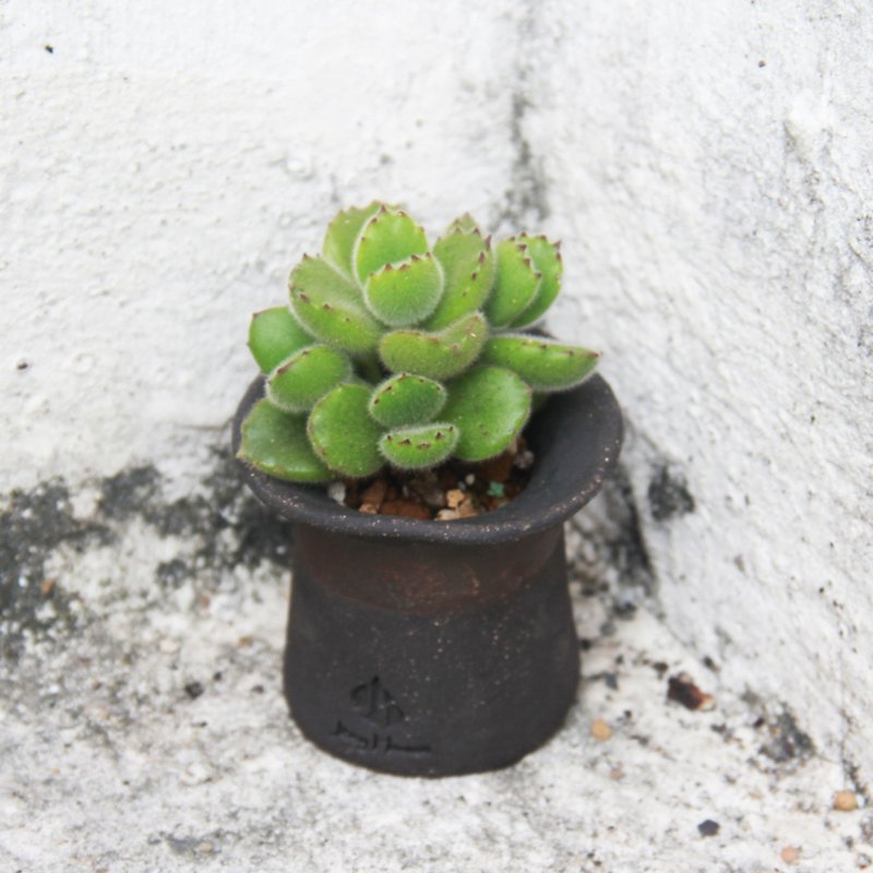 A Magician Hat 3【S】+ Cotyledon tomentosa (With Succulents) - เซรามิก - ดินเผา สีดำ