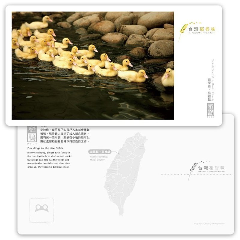 台灣稻香味明信片[稻鴨系列] - 稻鴨 - 卡片/明信片 - 紙 