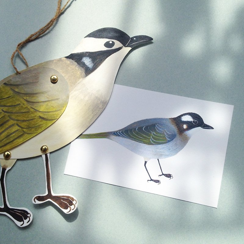 香港鳥類明信片 白頭鶲 - 卡片/明信片 - 紙 