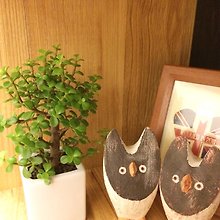 卓上植物 Hurry Lin 逛櫥窗發現好設計 Pinkoi 亞洲領先設計購物網站