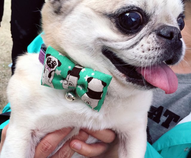 Pug collar clearance size