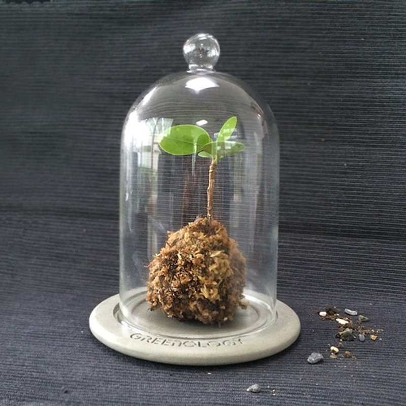 Greenology 苔蘚生態瓶配水泥底座 - 居家收納/收納盒/儲物盒 - 玻璃 灰色