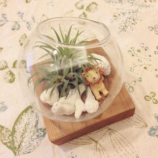 (Potted plants) Summer Islands Isolated Island (without base) (Air pineapple healing office small objects) New Year gift