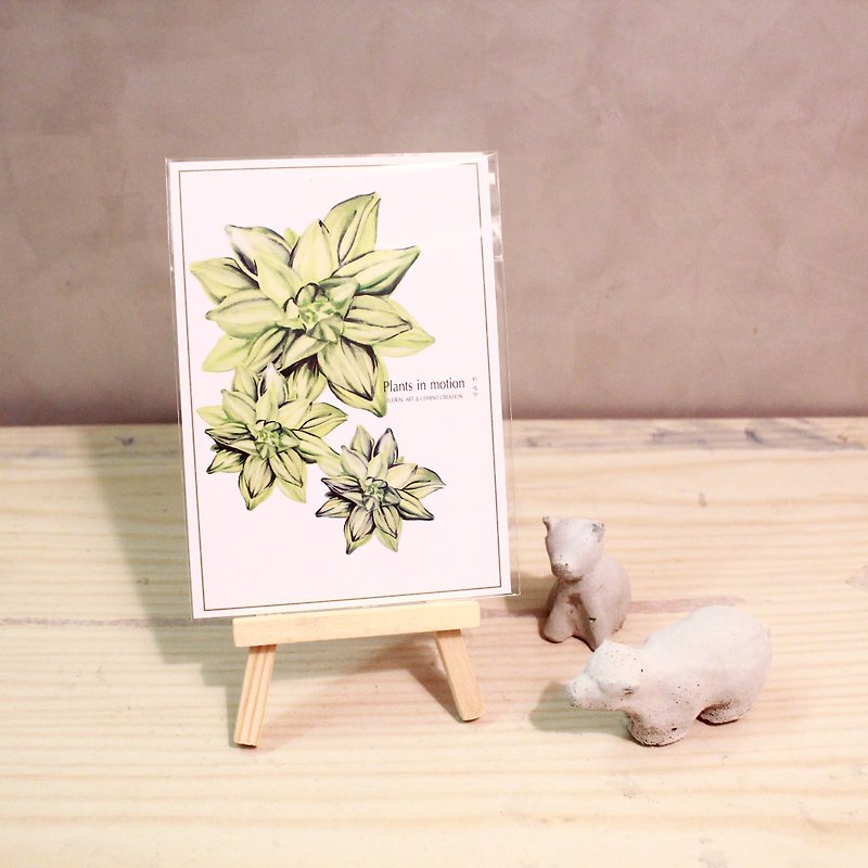 Succulents/Postcards/Jingzhihua Brocade - Cards & Postcards - Paper White
