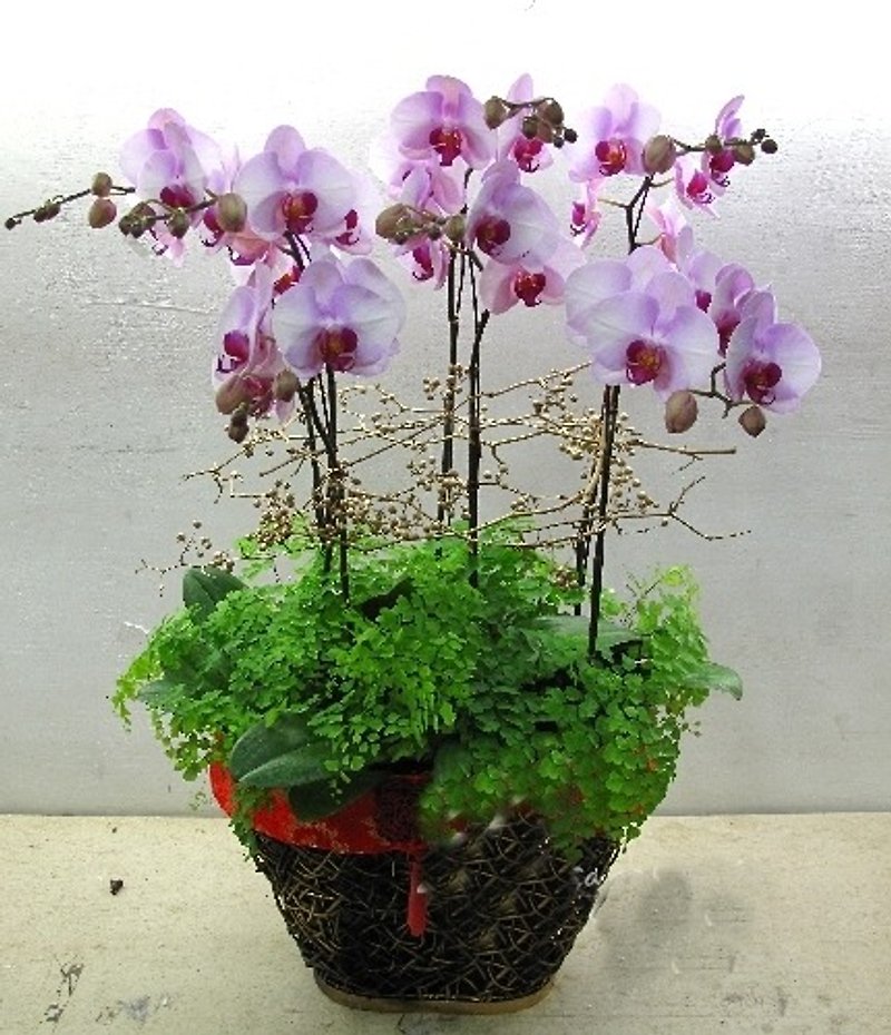 エレガント - 観葉植物 - 寄せ植え・花 ピンク