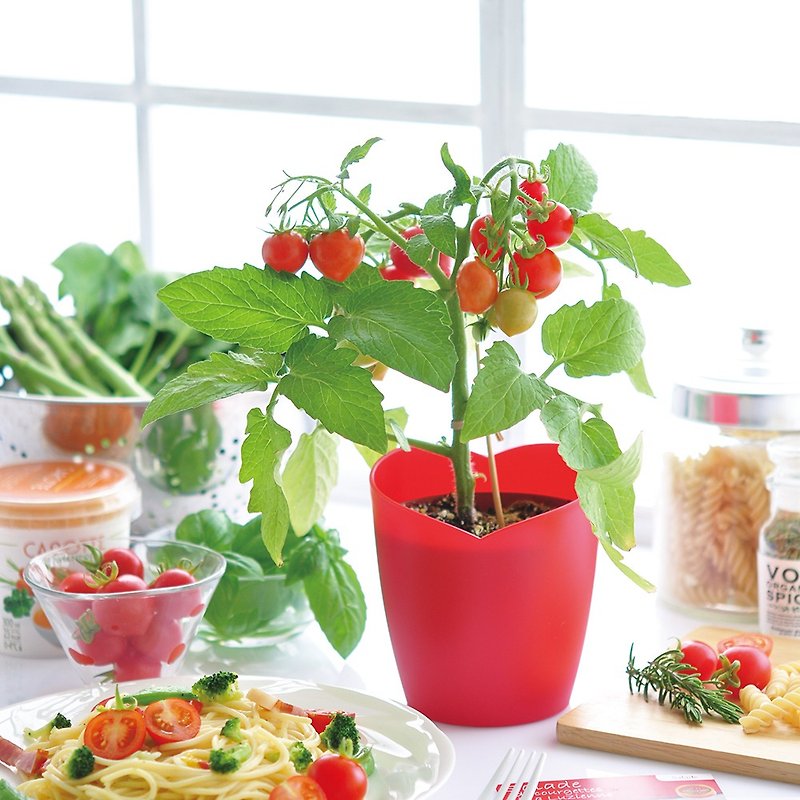 ハートマトハート型栽培セット/ラブトマト - 観葉植物 - プラスチック レッド