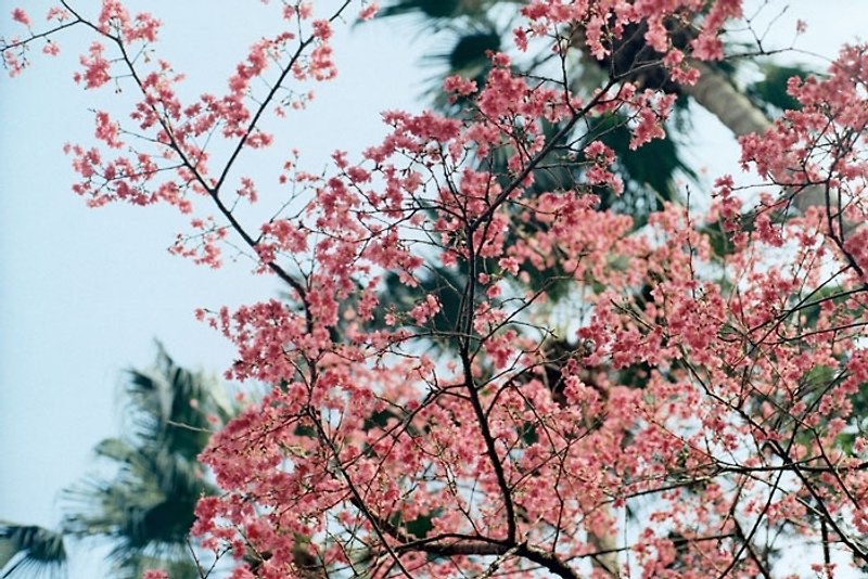 Film Photography Postcard - Light Series - Cherry Blossoms - การ์ด/โปสการ์ด - กระดาษ สึชมพู