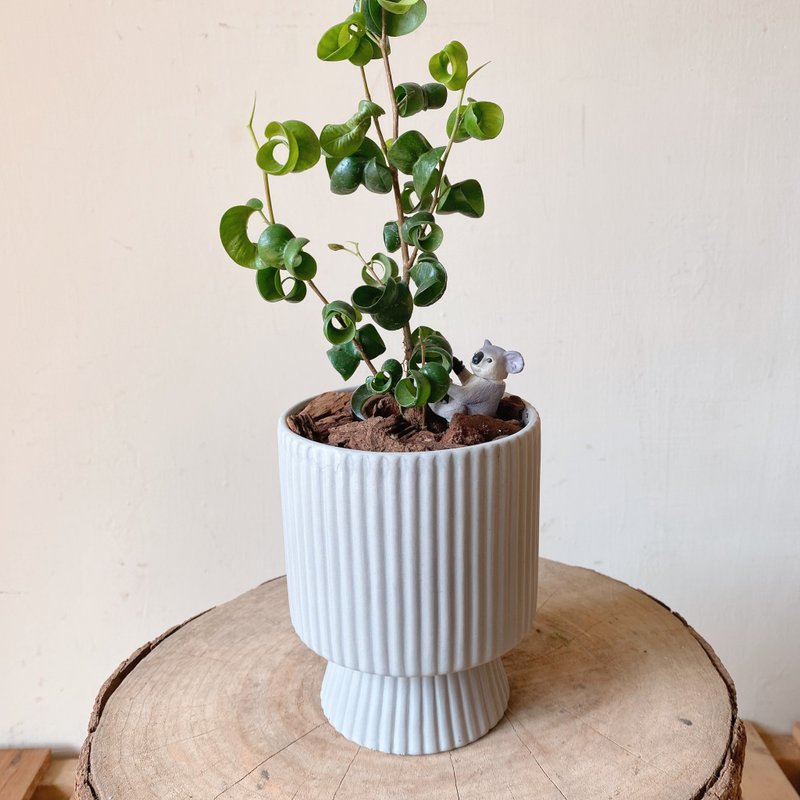 Curly-leaf fig small potted indoor planting - ตกแต่งต้นไม้ - พืช/ดอกไม้ สีเขียว