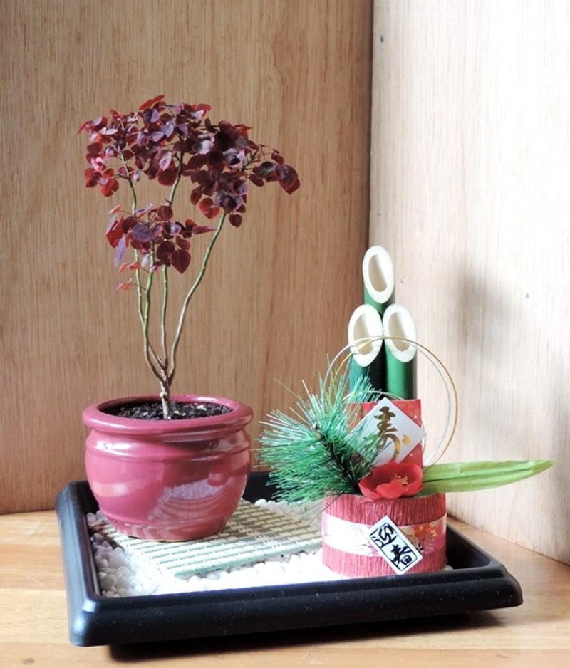 日式盆景 ‧ 吉祥小品【小紅楓】 ‧ 迎新春《新年祝賀》 - Plants - Plants & Flowers 