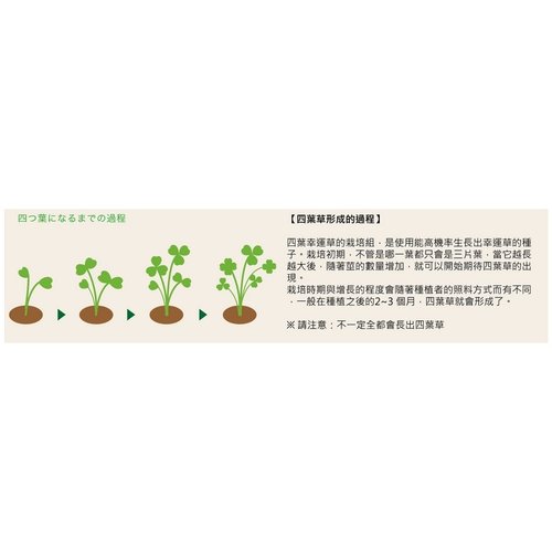 四つ葉のクローバー 8株 専用出品 きっとみつかる四葉クローバー栽培セット(四葉クローバー