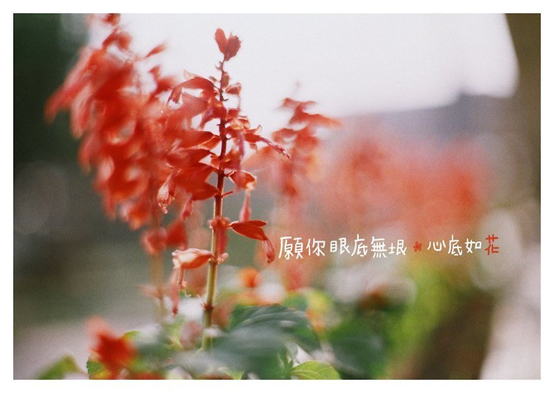 願你 /Magai's postcard - 心意卡/卡片 - 紙 紅色