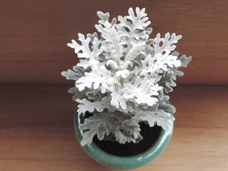 Winter snow ‧ cineraria - Plants - Plants & Flowers 