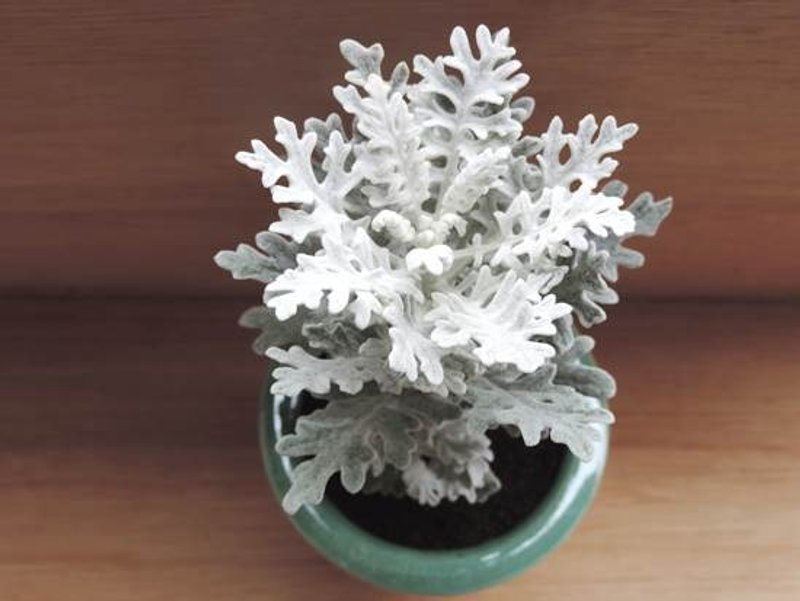 Winter snow ‧ cineraria - ตกแต่งต้นไม้ - พืช/ดอกไม้ 