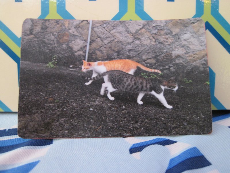 【貼紙】攝影貓系列の陌生人 - 貼紙 - 防水材質 多色
