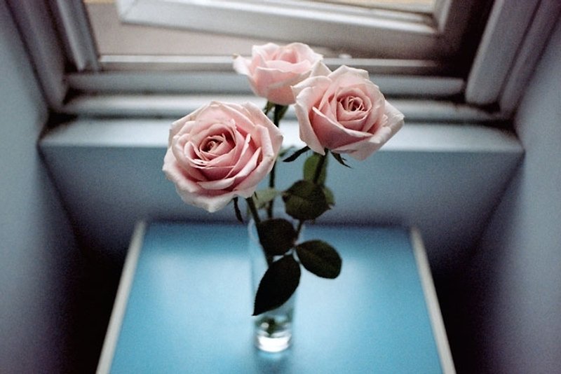 Film Photography Postcard - Light Series - Roses - Cards & Postcards - Paper Pink